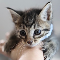 ズットのお家決まりました✨【スコッチ🍸】生後1ヶ月 男の子 - 猫