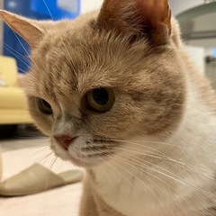 猫カフェ行きませんか🐈？