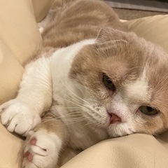 猫カフェ行きませんか🐈？ - その他