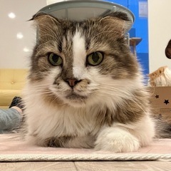 猫カフェ行きませんか🐈？ - 大阪市