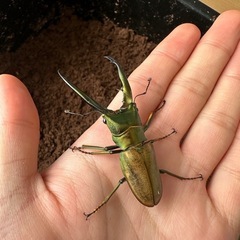 チュウホソアカクワガタ幼虫販売の画像