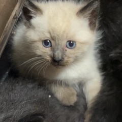 シャムミックスの男の子🐱(応募多数のため返信が遅れます。)