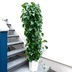 ランキングキーワードに紐づく投稿画像-観葉植物