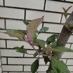 大型　鉢植え植物　西洋ニンジンボク（ミツバハマゴウプルプレア）　2メートル　の画像