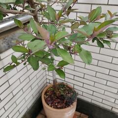 大型　鉢植え植物　西洋ニンジンボク（ミツバハマゴウプルプレア）　...