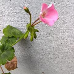 ゼラニウム　白　ピンク　鉢ごと　5本の画像