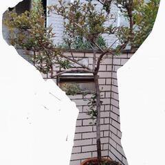 大型　鉢植え植物　西洋ニンジンボク（ミツバハマゴウプルプレア）　2メートル　の画像