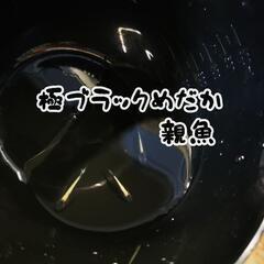 5月26日採卵 極ブラックめだかの卵  15個