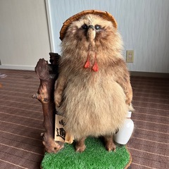 たぬき剥製、縁起物です！