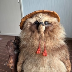たぬき剥製、縁起物です！の画像