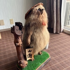 たぬき剥製、縁起物です！の画像