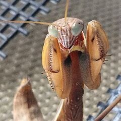 オオカマキリ(国産)1匹