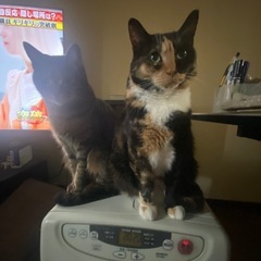 どなたかお願いします。