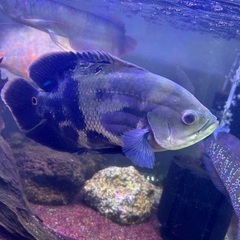 熱帯魚　オスカー4種類