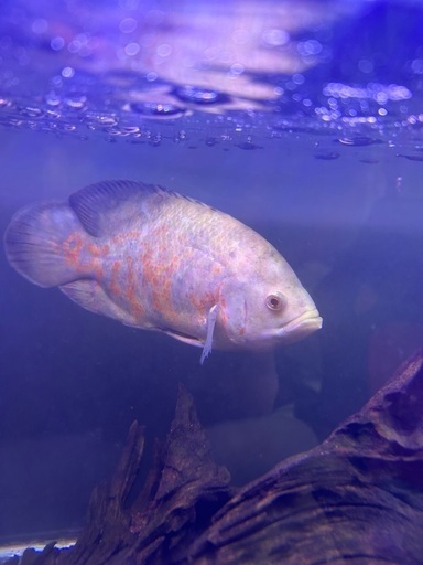 熱帯魚　オスカー4種類