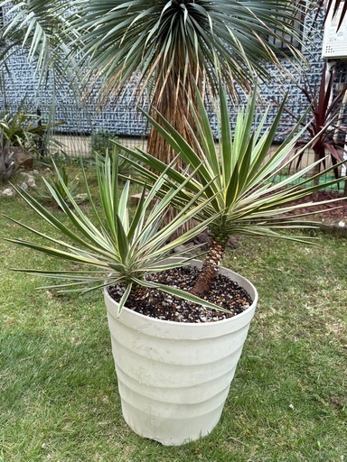 アロイフォリア　斑入り　センジュラン　曲がり幹　大株　引き取り限定 アロイフォリア センジュラン 斑入り 大株 引き取り限定 アロイ