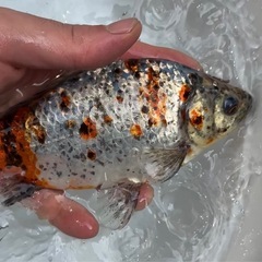 金魚やメダカ、飼育用品引き取ります🐟