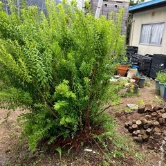 ユキヤナギ　無料で差し上げます。の画像