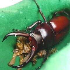 赤ドンキ　ドンキエルコクワガタ♂54㎜単品