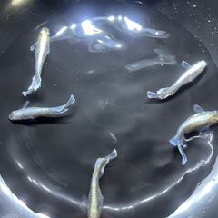 メダカ　エメキン
の画像