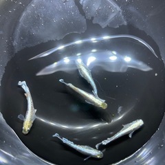 メダカ　エメキン
の画像