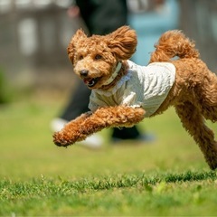 一緒に散歩やドッグランに行ける友達募集🐶
