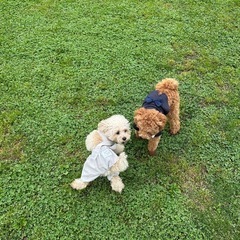一緒に散歩やドッグランに行ける友達募集🐶 - 友達
