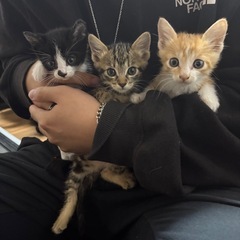 子猫の兄妹