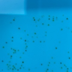 残り1名⭐️　改良メダカのたまご　100個+おまけ