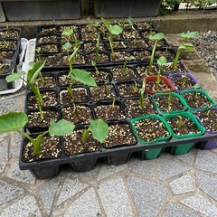 里芋の苗　沢山あります。