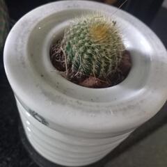 碍子　4個セットの画像