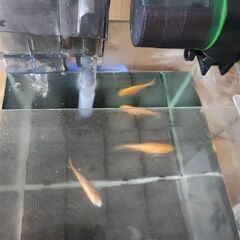 金魚 飼育セットと金魚４匹の画像