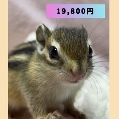 【🐿シマリス🐿 】19,800円　4月生まれ