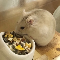 ハムスター
