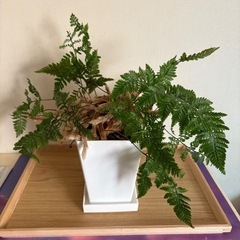 トキワシノブ 観葉植物 家具 インテリア雑貨/小物 置物、オブジェ