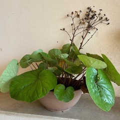 ちーぱっぱ植物