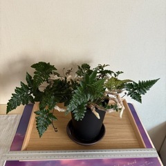 トキワシノブ 観葉植物 シダ植物 インテリア ガーデニング 盆栽 