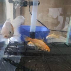 金魚 飼育セットと金魚４匹の画像