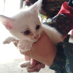 実物更に可愛いです！！お早めにどうぞ