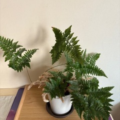 トキワシノブ 観葉植物 シダ植物 インテリア ガーデニング 盆栽