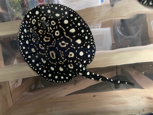 【淡水エイ】ダイヤモンドポルカ　品川ダイヤ　ペア 淡水エイ】ダイヤモンドポルカ 品川ダイヤ ペア