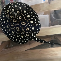 【淡水エイ】ダイヤモンドポルカ　品川ダイヤ　ペア
の画像