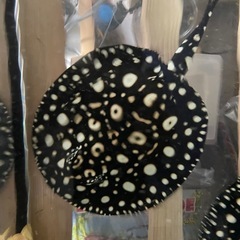 【淡水エイ】ダイヤモンドポルカ　品川ダイヤ　ペア
の画像