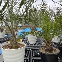 ココスヤシ🌴カナリーヤシ🌴お買い得2鉢セット❗️
