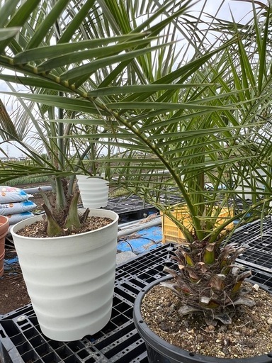 カナリーヤシ?2鉢セット