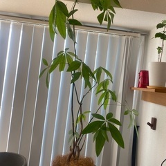 140cm程度　パキラ　曲がり　観葉植物