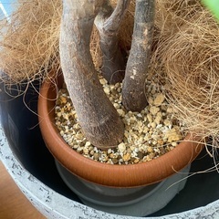 120cm程度　パキラ　曲がり　観葉植物の画像