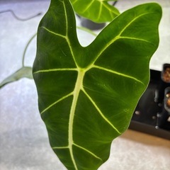 アロカシア　グリーンベルベット　カラテア　観葉植物