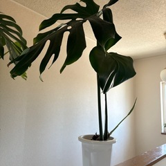 RR様2点目半額 
モンステラ 訳あり 観葉植物 大きめ インテリア