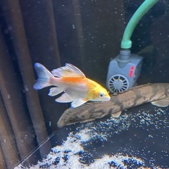 ひれ長錦鯉　ショット　熱帯魚